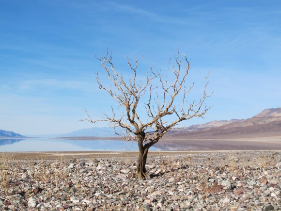 death_valley_bonsai_lg